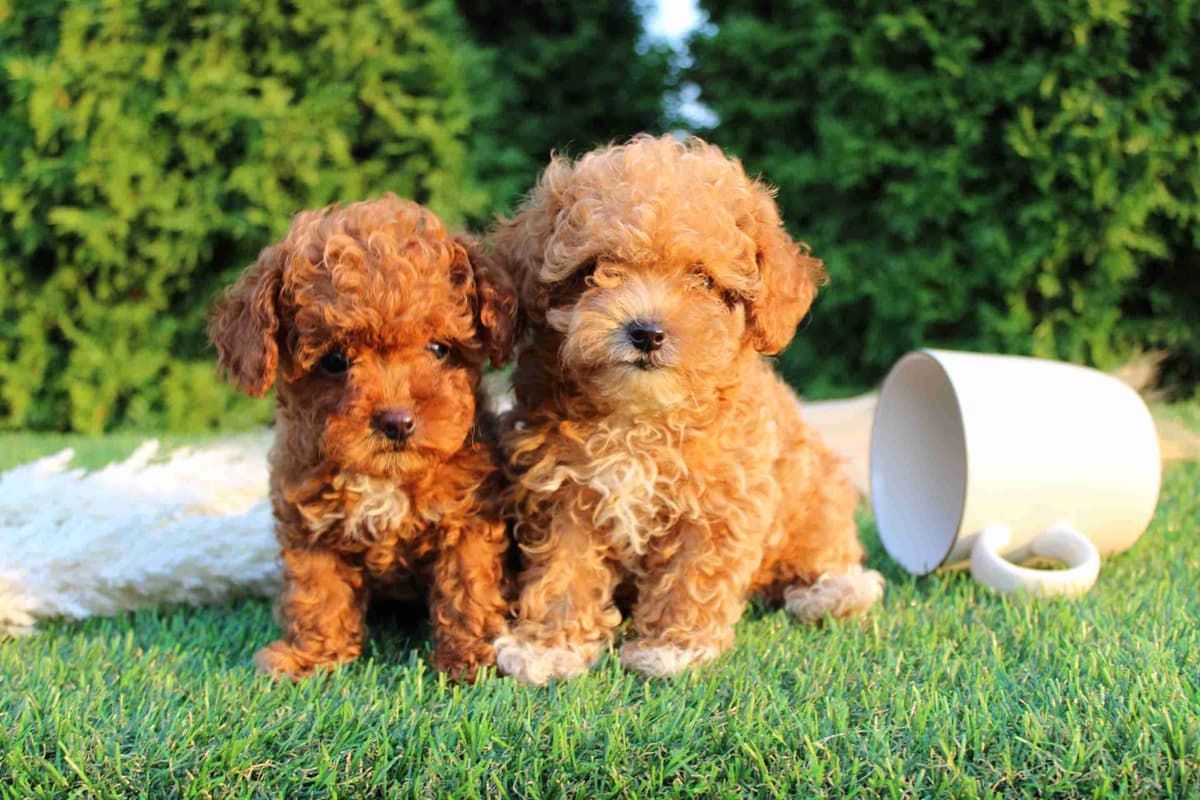 Tiny Toy Poodle Puppies breeder image 3