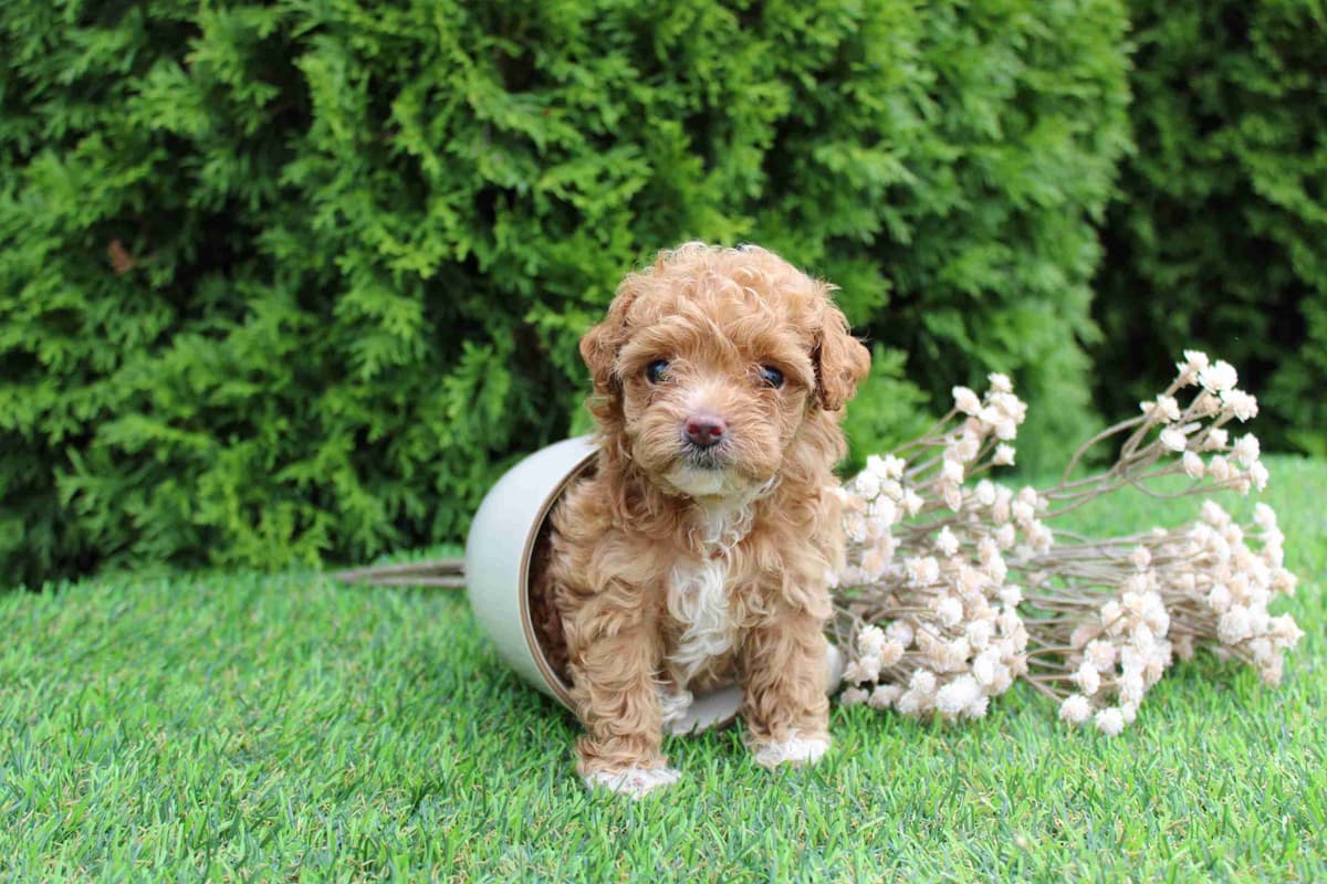 Tiny Toy Poodle Puppies breeder image 4