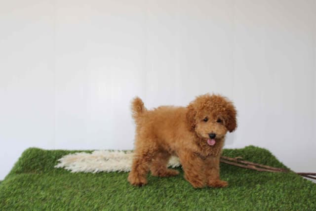 Tiny Toy Poodle Puppies media 2