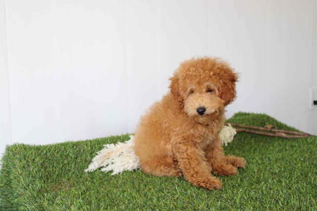 Tiny Toy Poodle Puppies media 3