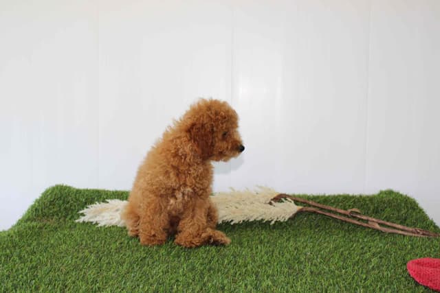 Tiny Toy Poodle Puppies media 4