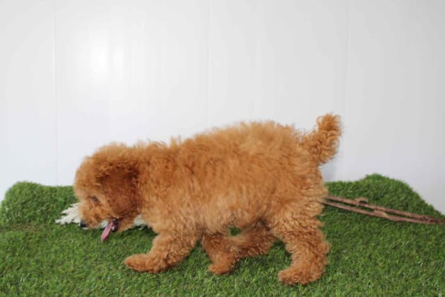 Tiny Toy Poodle Puppies media 5