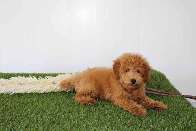 Tiny Toy Poodle Puppies media 6