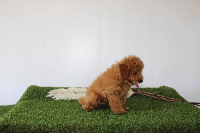 Tiny Toy Poodle Puppies media 8