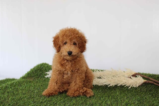 Tiny Toy Poodle Puppies media 9