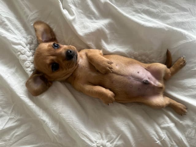 Mini Dachshund Puppies media 2