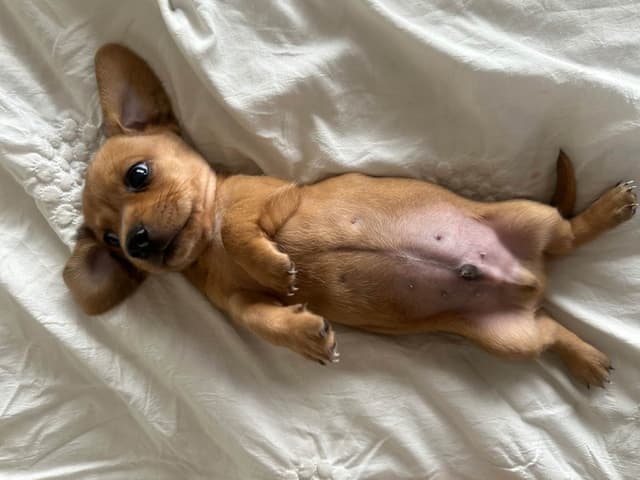 Mini Dachshund Puppies media 3