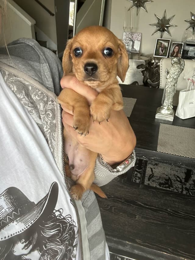 Mini Dachshund Puppies media 4