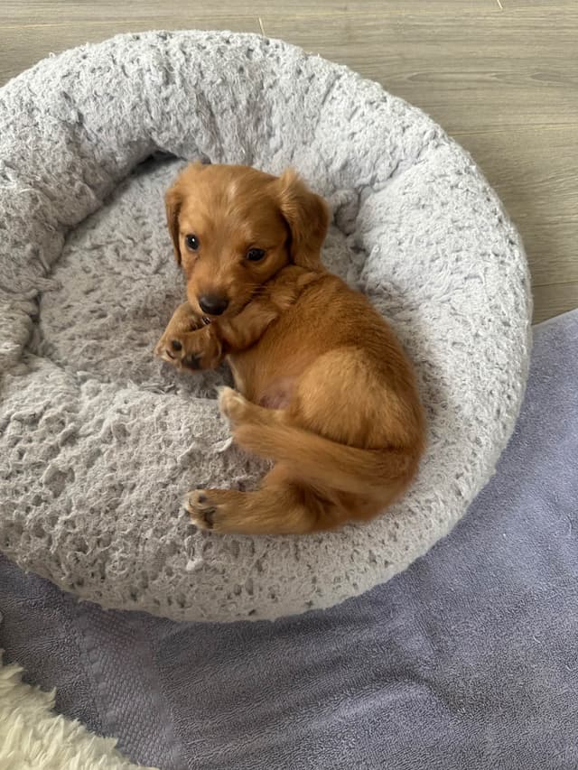 Mini Dachshund Puppies media 6