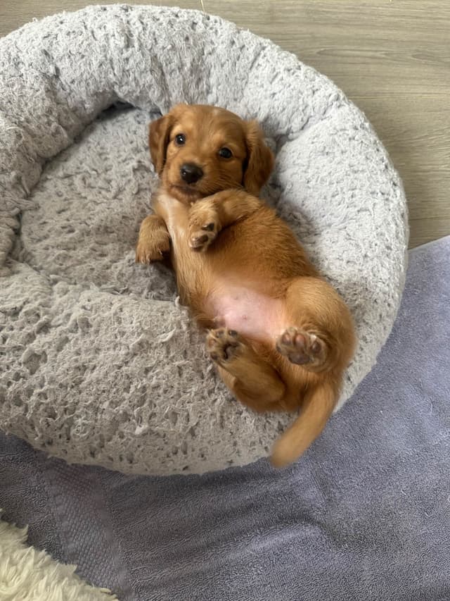 Mini Dachshund Puppies media 5