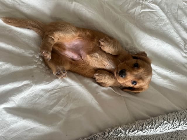 Mini Dachshund Puppies media 8