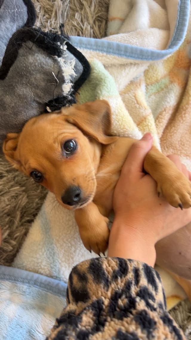 Mini Dachshund Puppies media 9