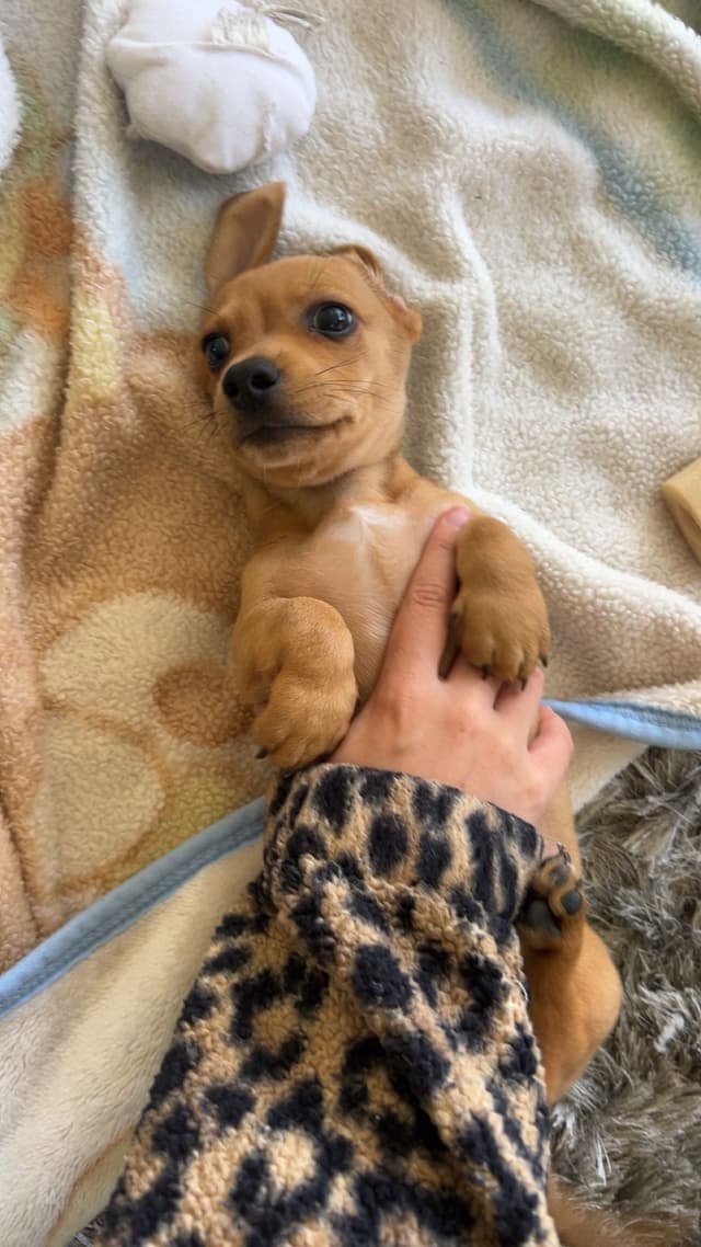 Mini Dachshund Puppies media 10