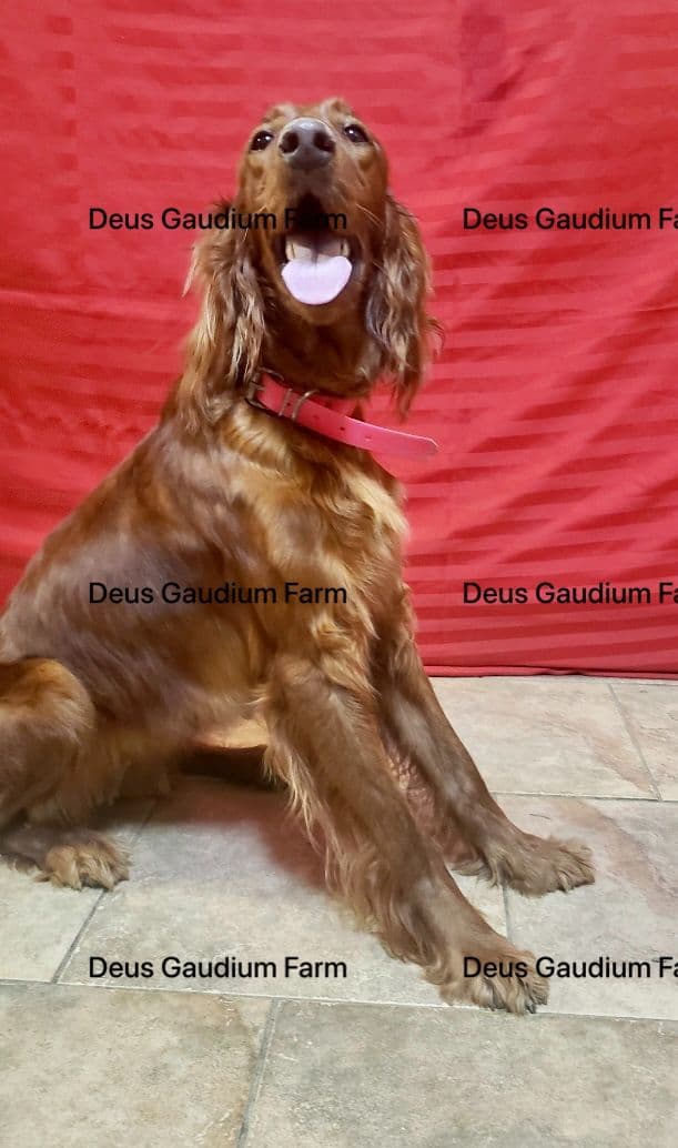 Irish Setter Puppies breeder image 1