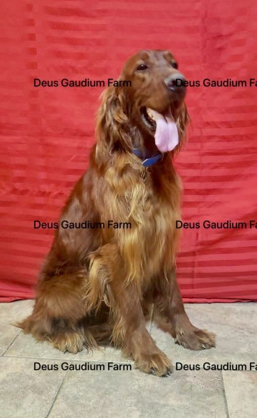 Irish Setter Puppies breeder image 2