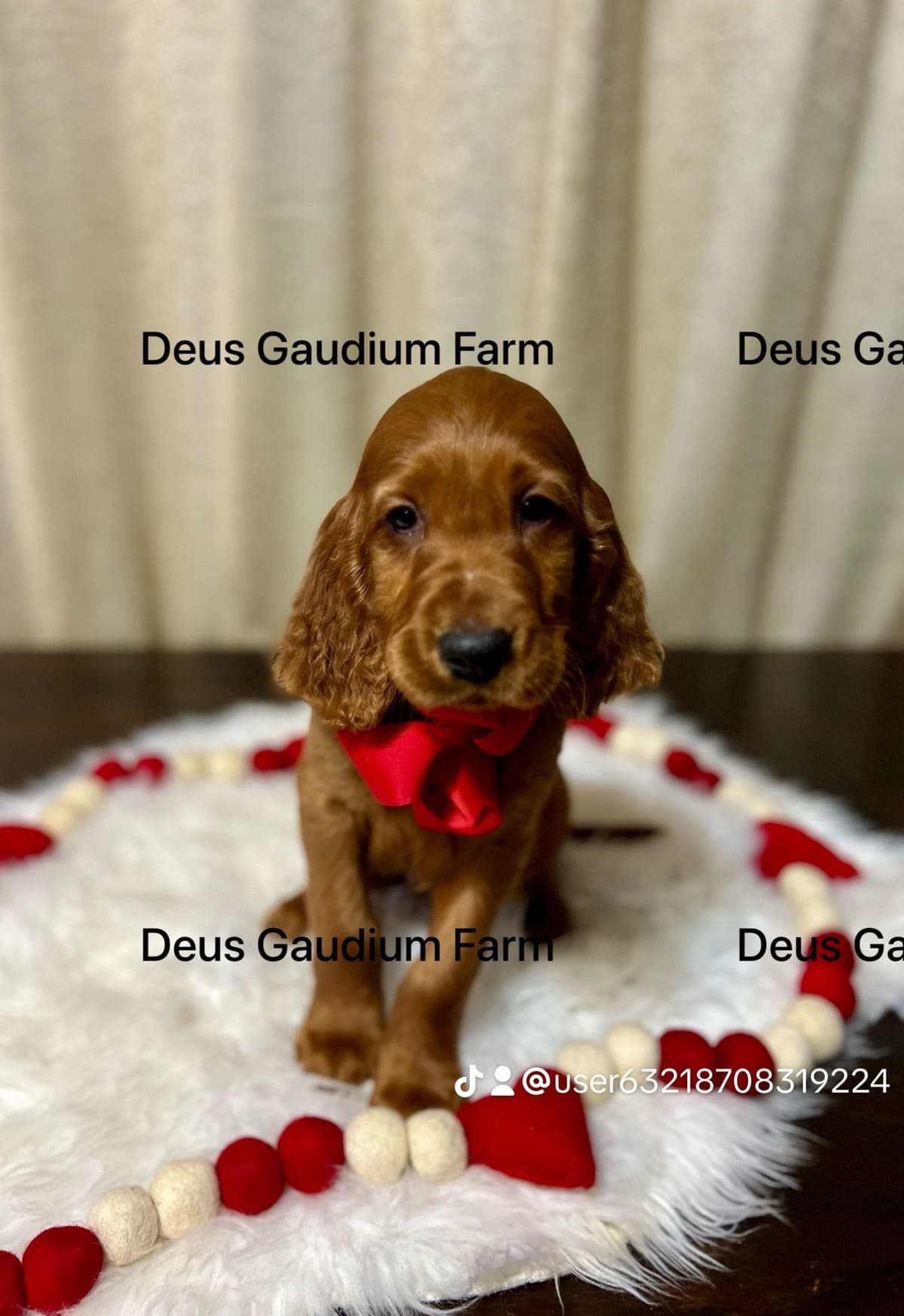Irish Setter Puppies breeder image 3