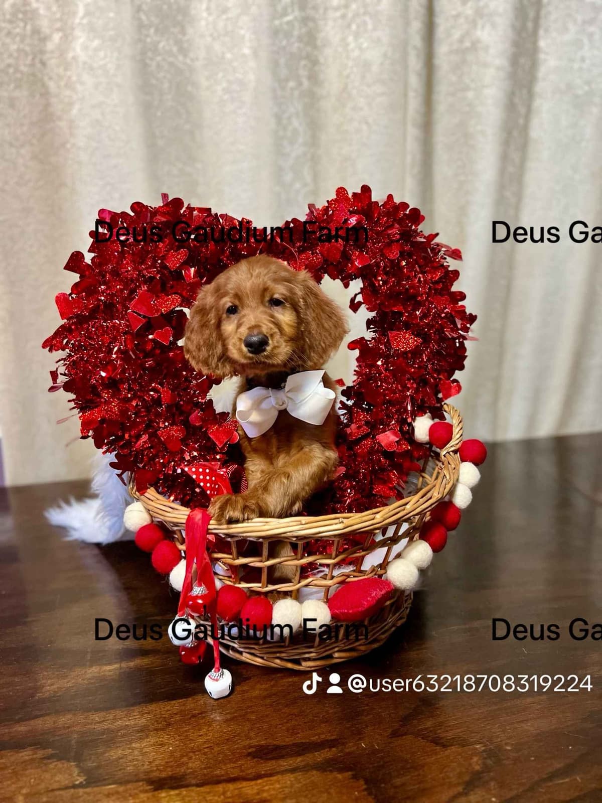 Irish Setter Puppies breeder image 5