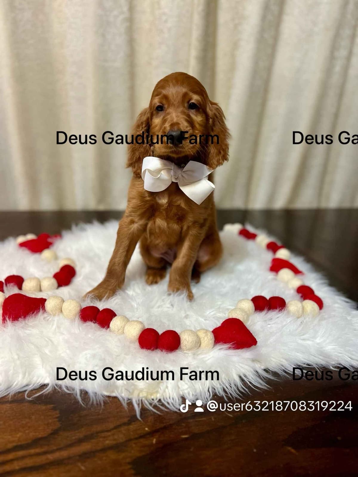 Irish Setter Puppies breeder image 6