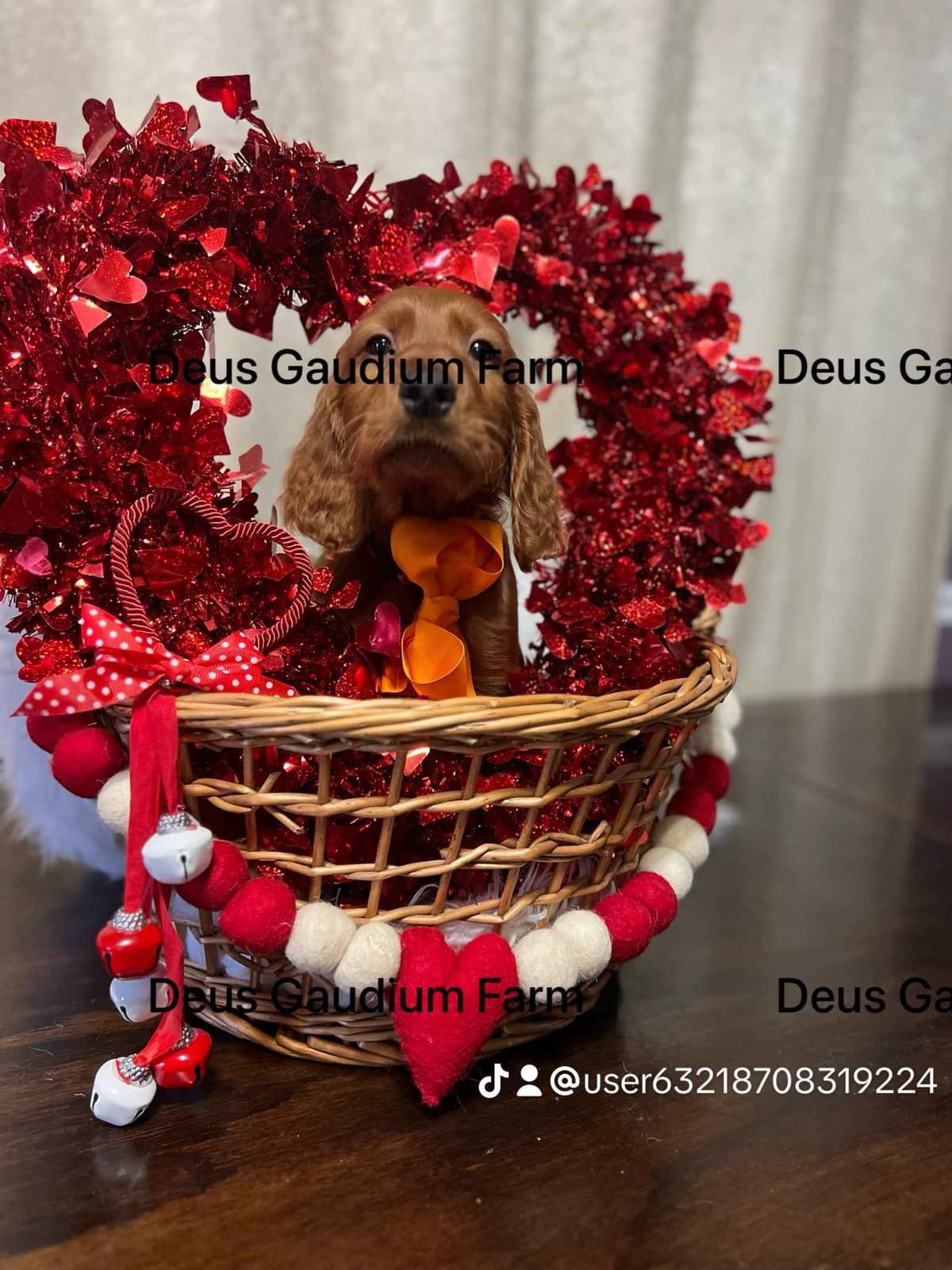 Irish Setter Puppies breeder image 7