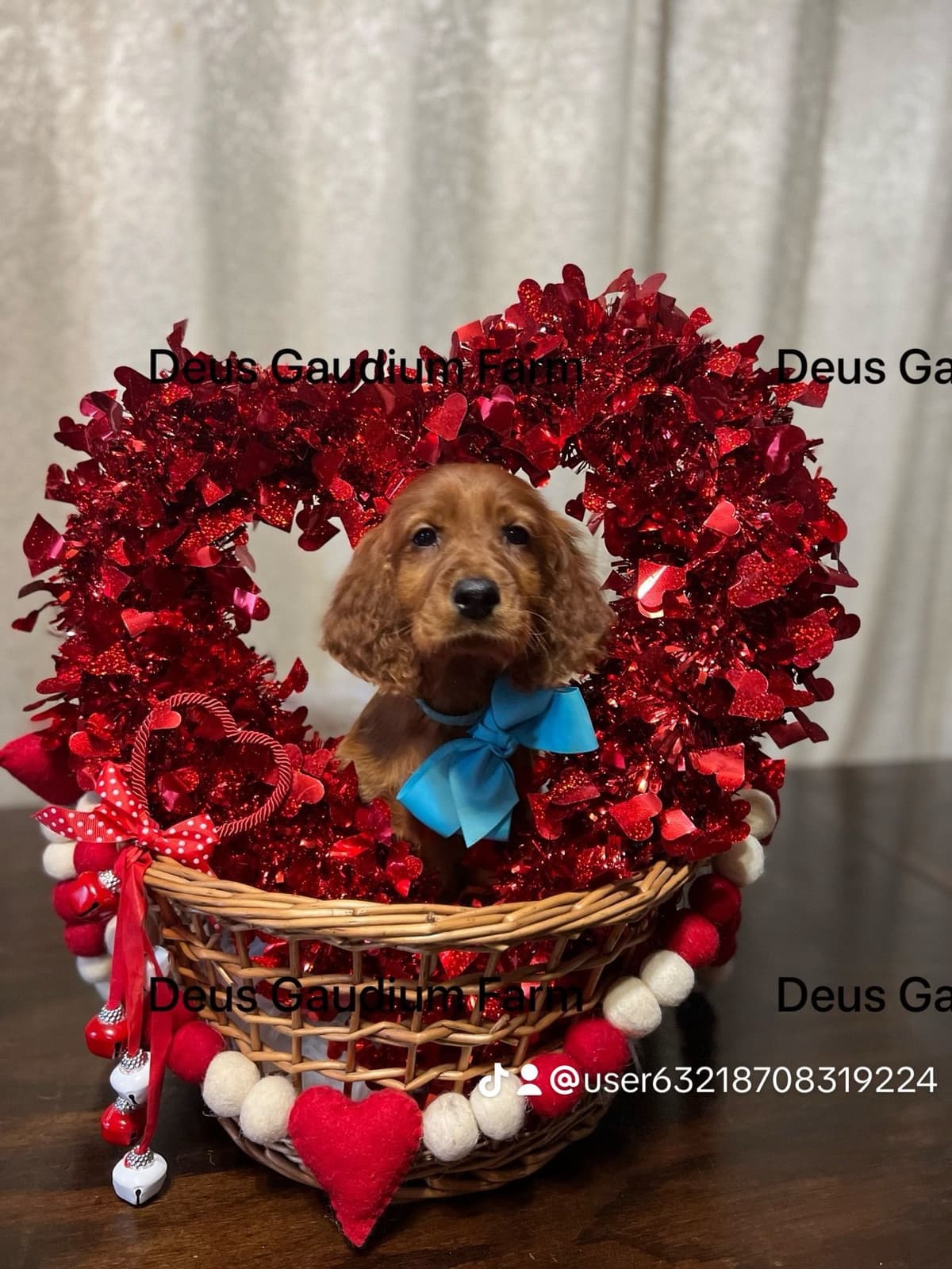 Irish Setter Puppies breeder image 9