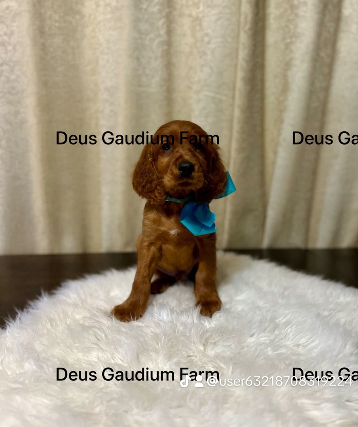 Irish Setter Puppies breeder image 10