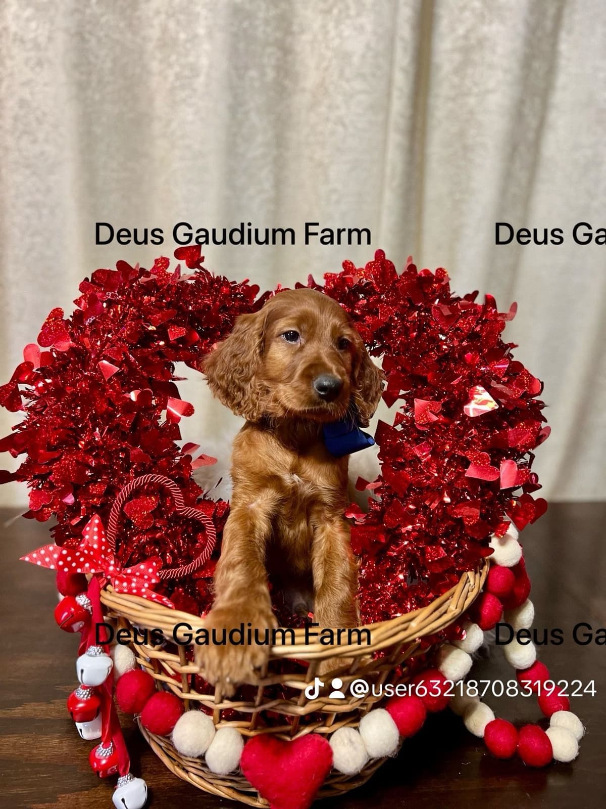Irish Setter Puppies breeder image 11
