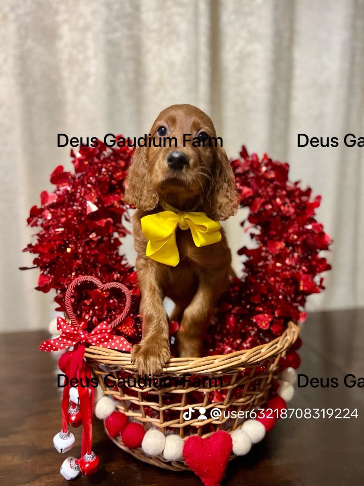 Irish Setter Puppies breeder image 13