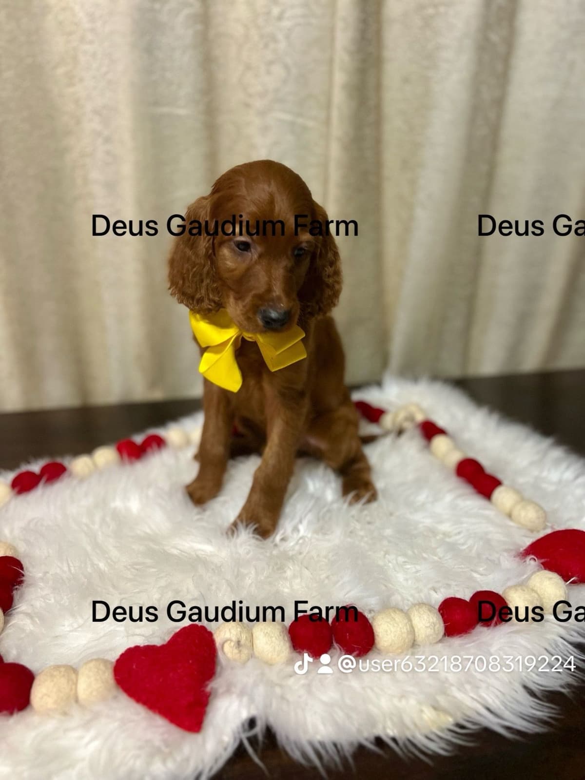 Irish Setter Puppies breeder image 14