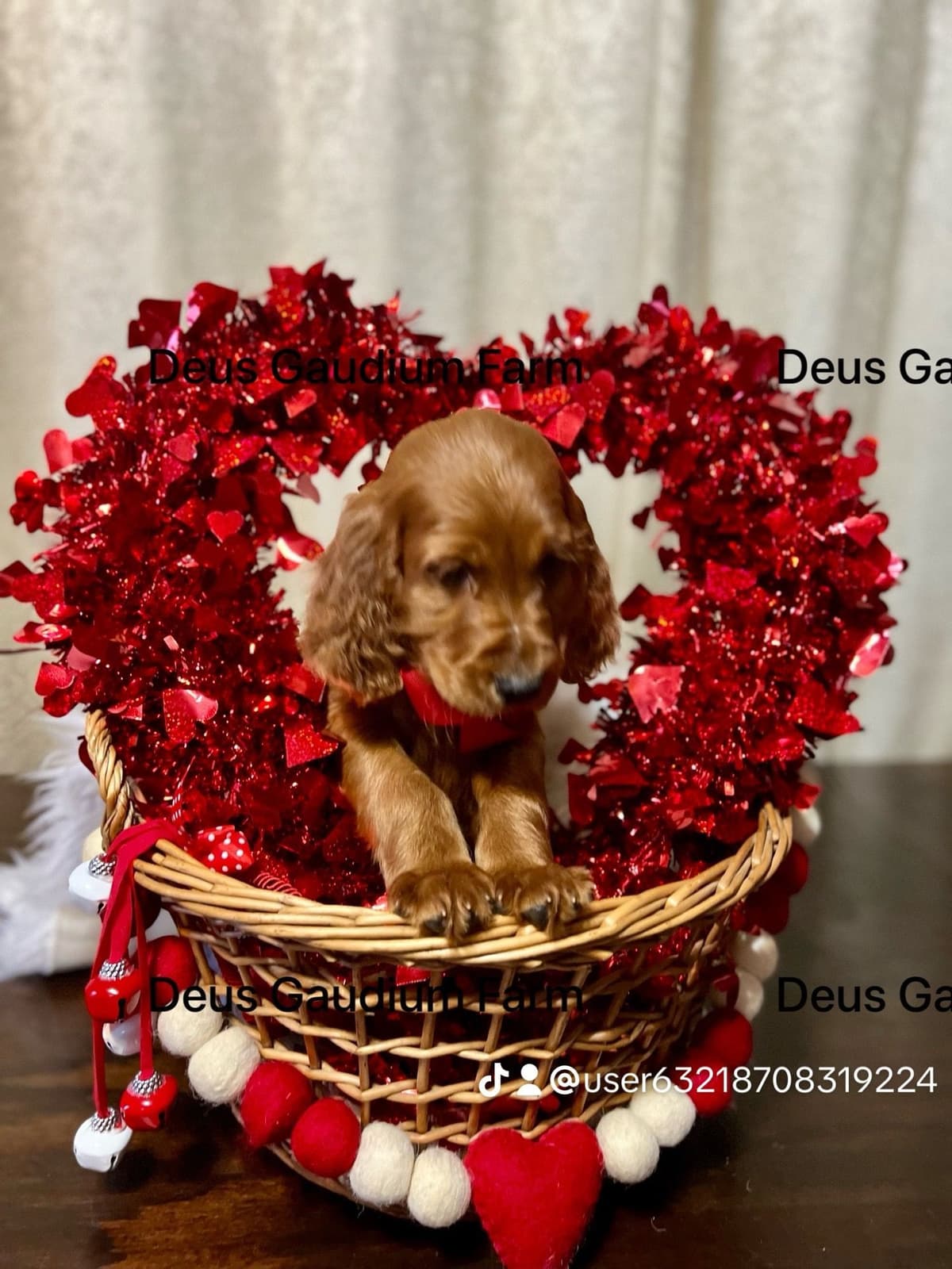 Irish Setter Puppies breeder image 15