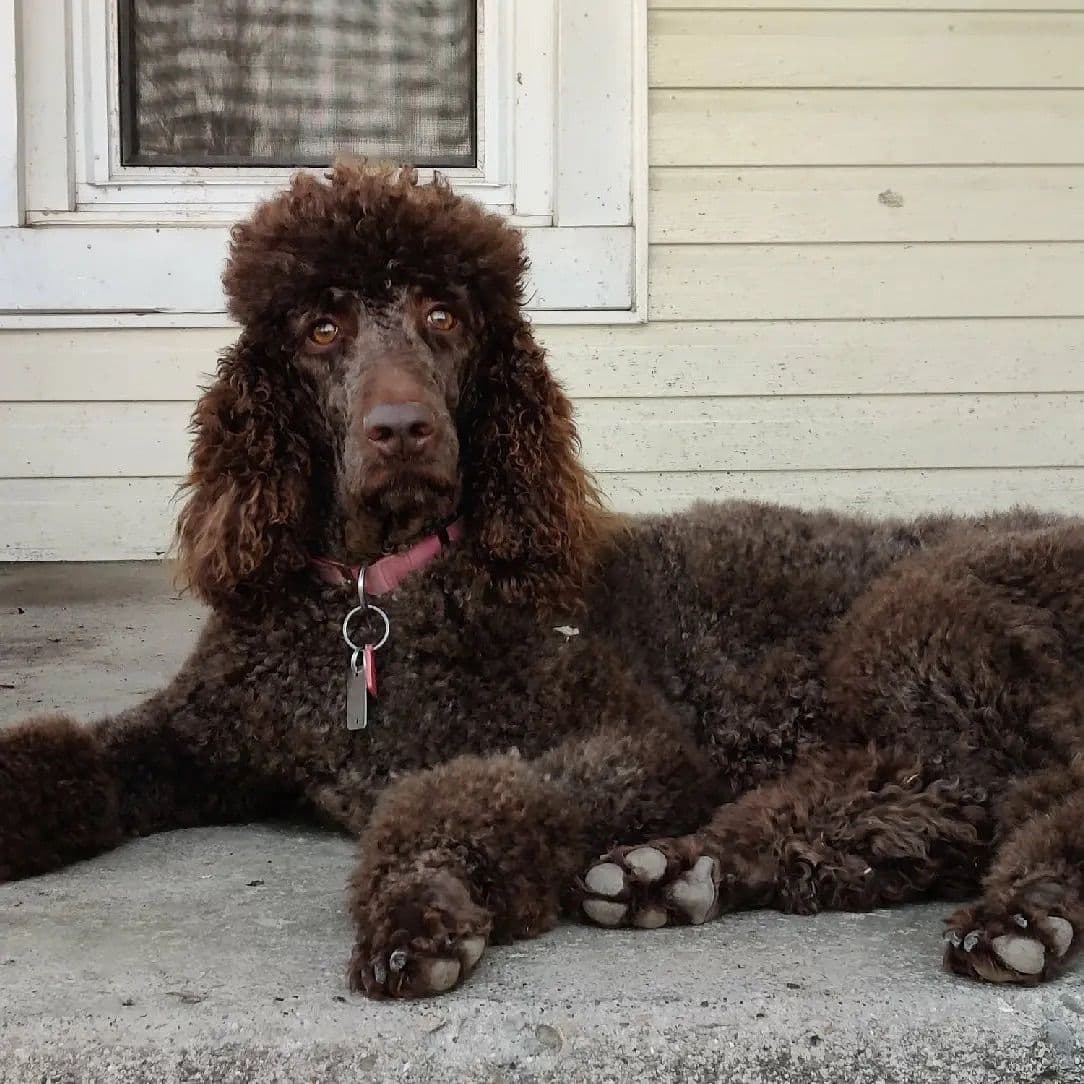 Irish Setter Puppies breeder image 17
