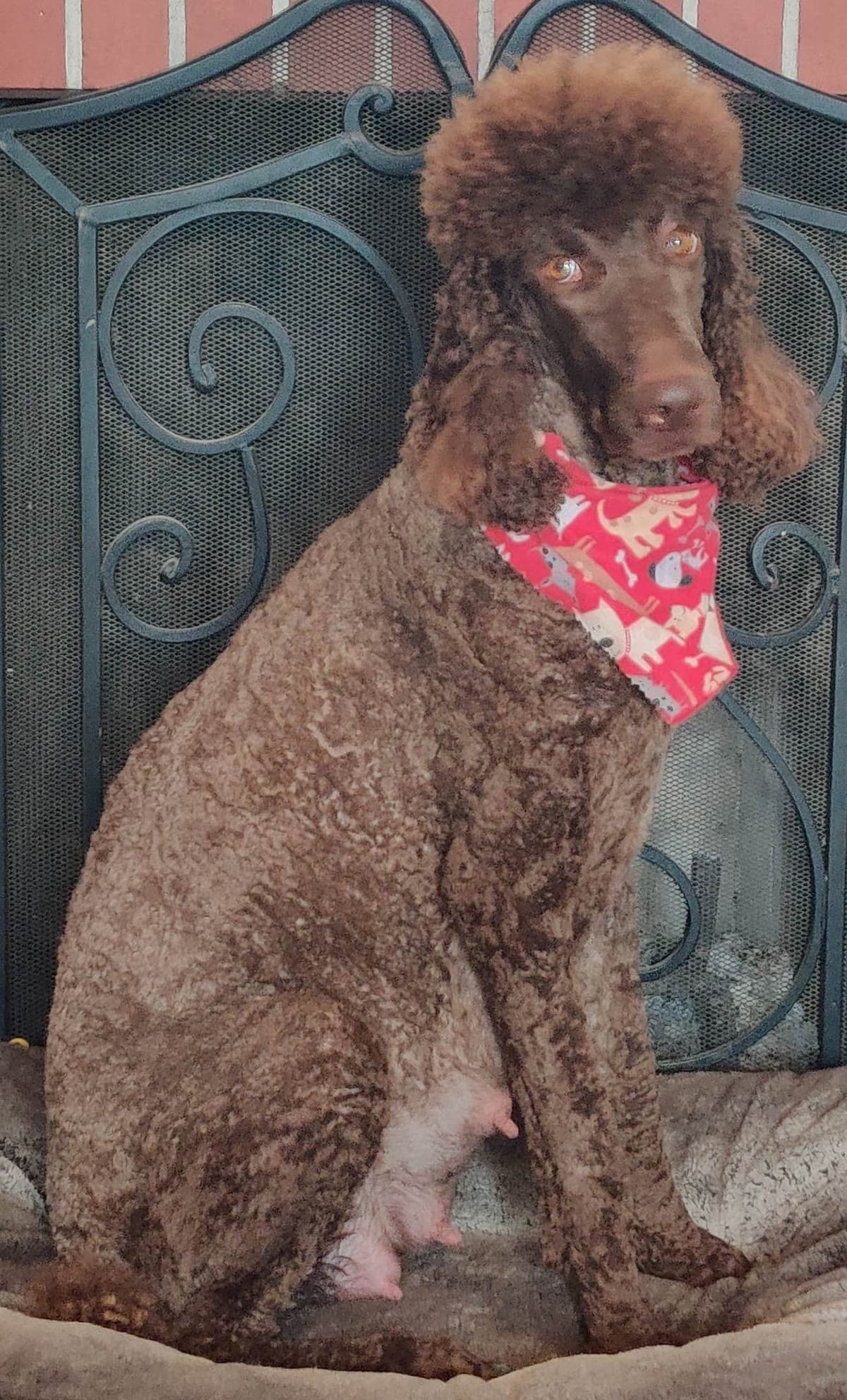 Irish Setter Puppies breeder image 18