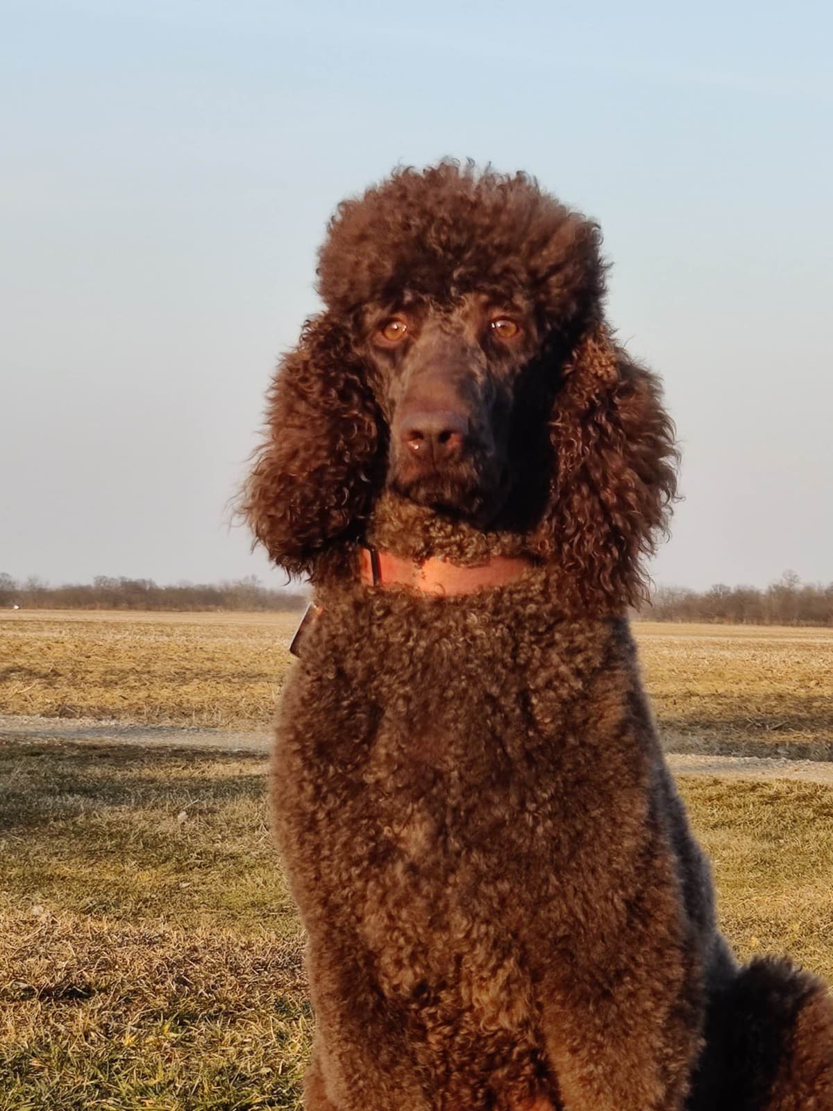 Irish Setter Puppies breeder image 19