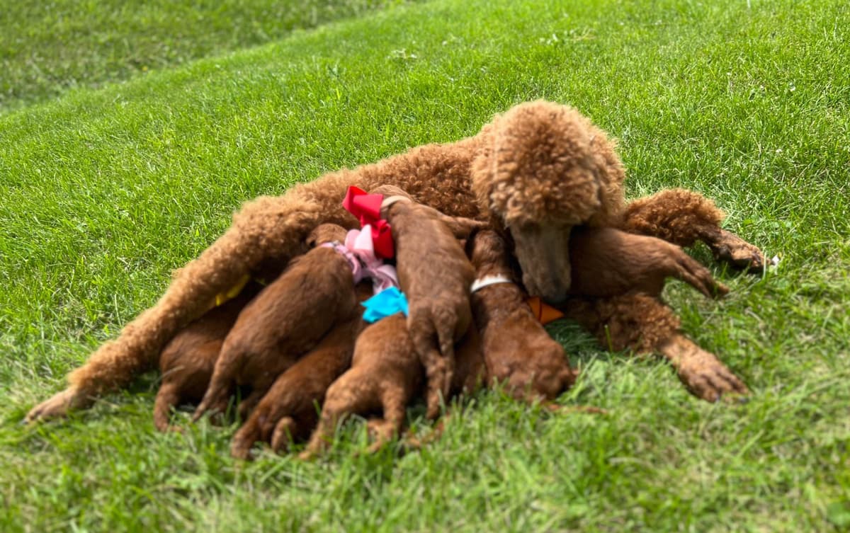 Irish Setter Puppies breeder image 20