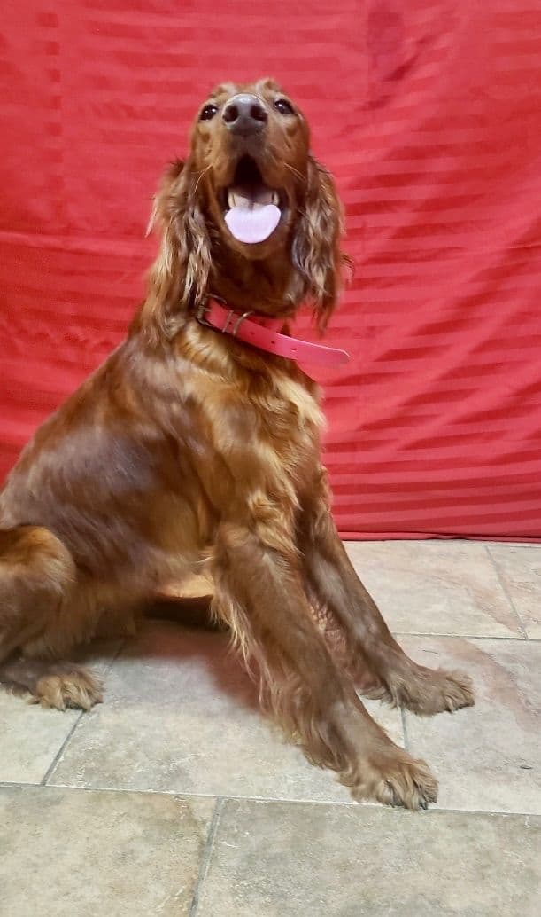 Irish Setter Puppies media 2