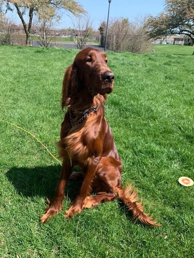 Irish Setter Puppies media 3
