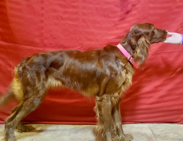 Irish Setter Puppies media 4