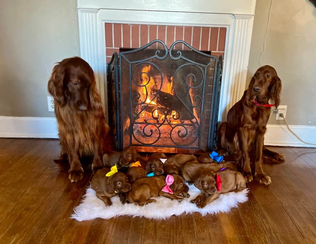 Irish Setter Puppies media 5