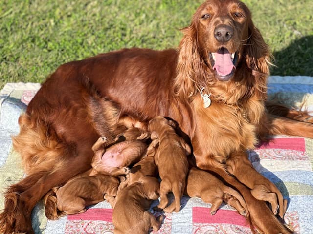 Irish Setter Puppies media 7