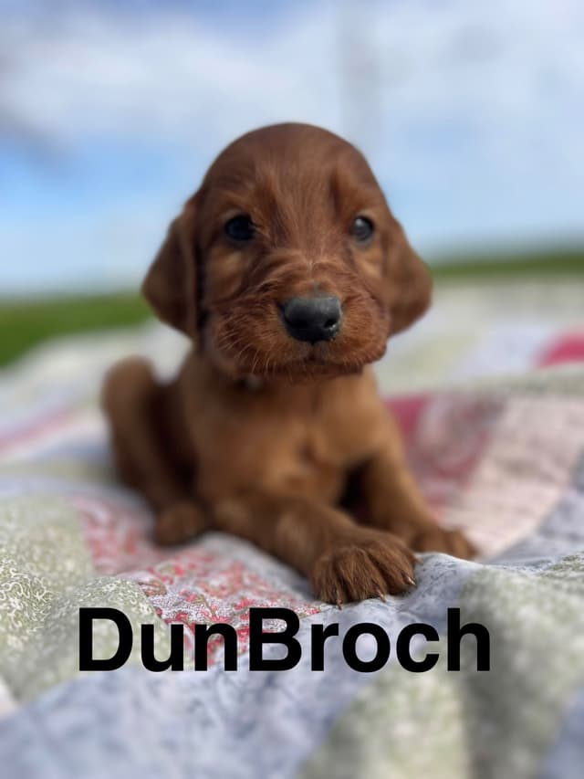 Irish Setter Puppies media 9