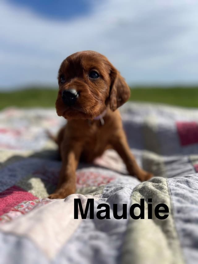Irish Setter Puppies media 10