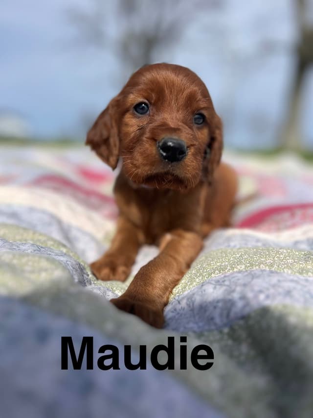 Irish Setter Puppies media 11