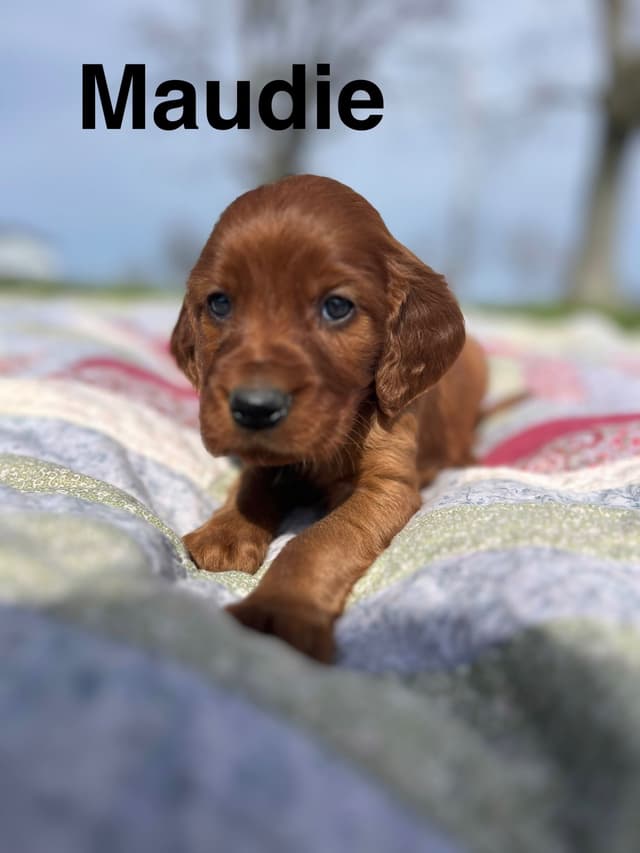 Irish Setter Puppies media 12