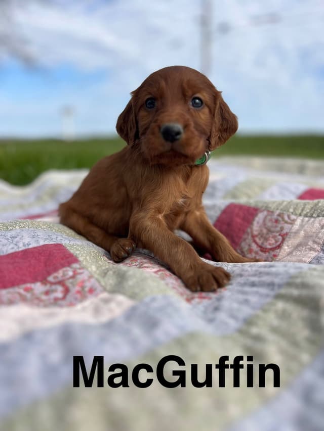 Irish Setter Puppies media 13