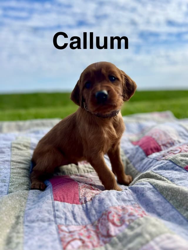 Irish Setter Puppies media 15