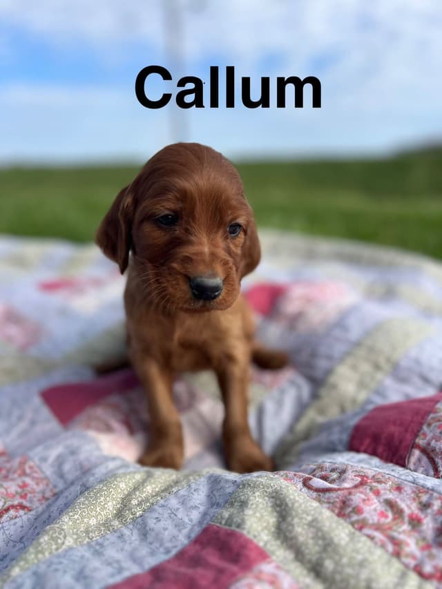 Irish Setter Puppies media 16