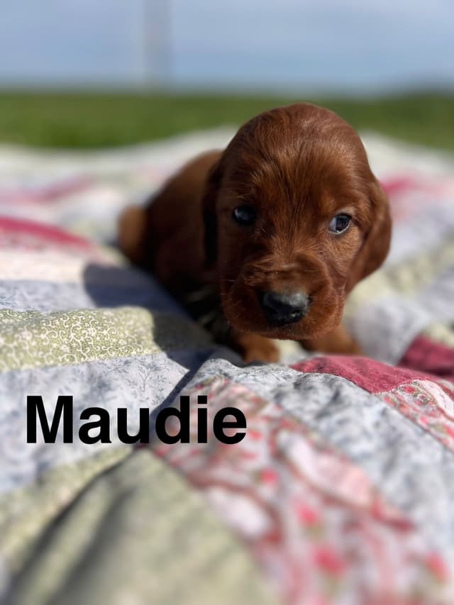 Irish Setter Puppies media 18