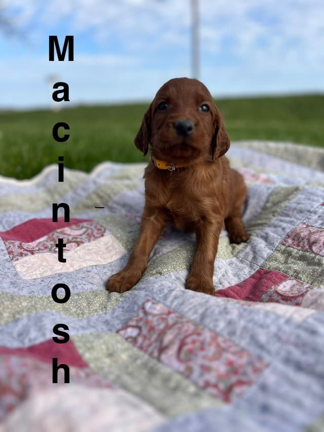 Irish Setter Puppies media 19