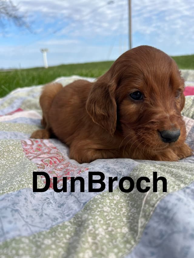 Irish Setter Puppies media 21