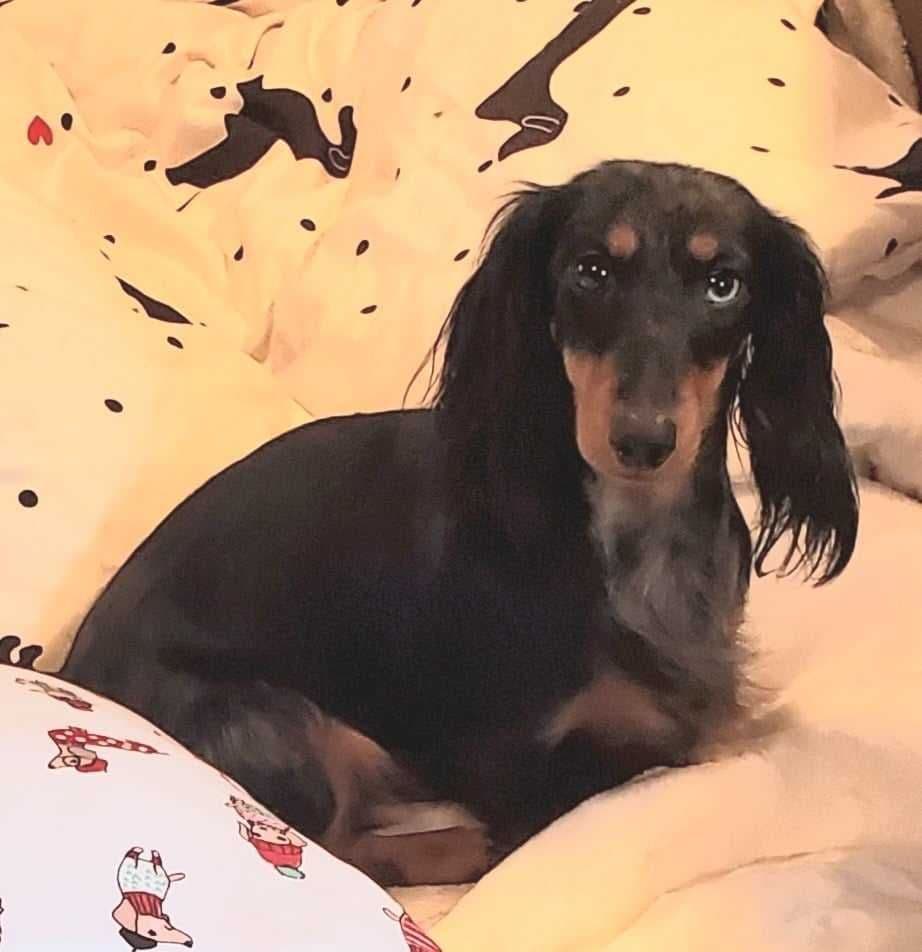 Dachshund Puppies breeder image 2