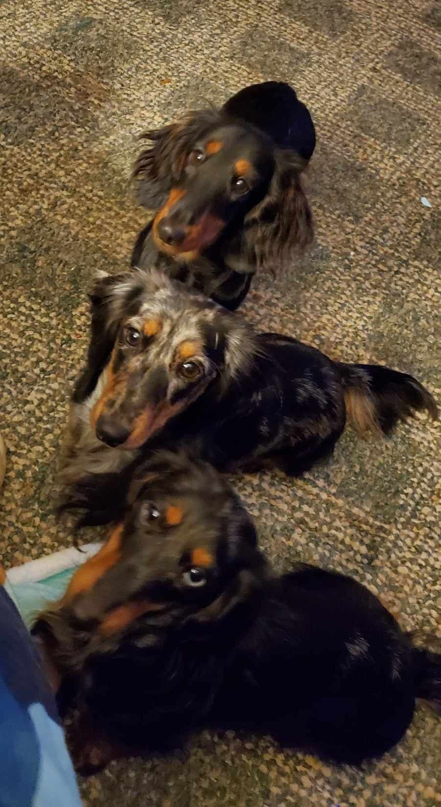 Dachshund Puppies breeder image 3